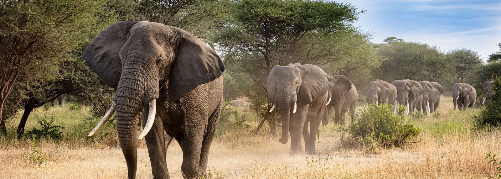 Tsavo