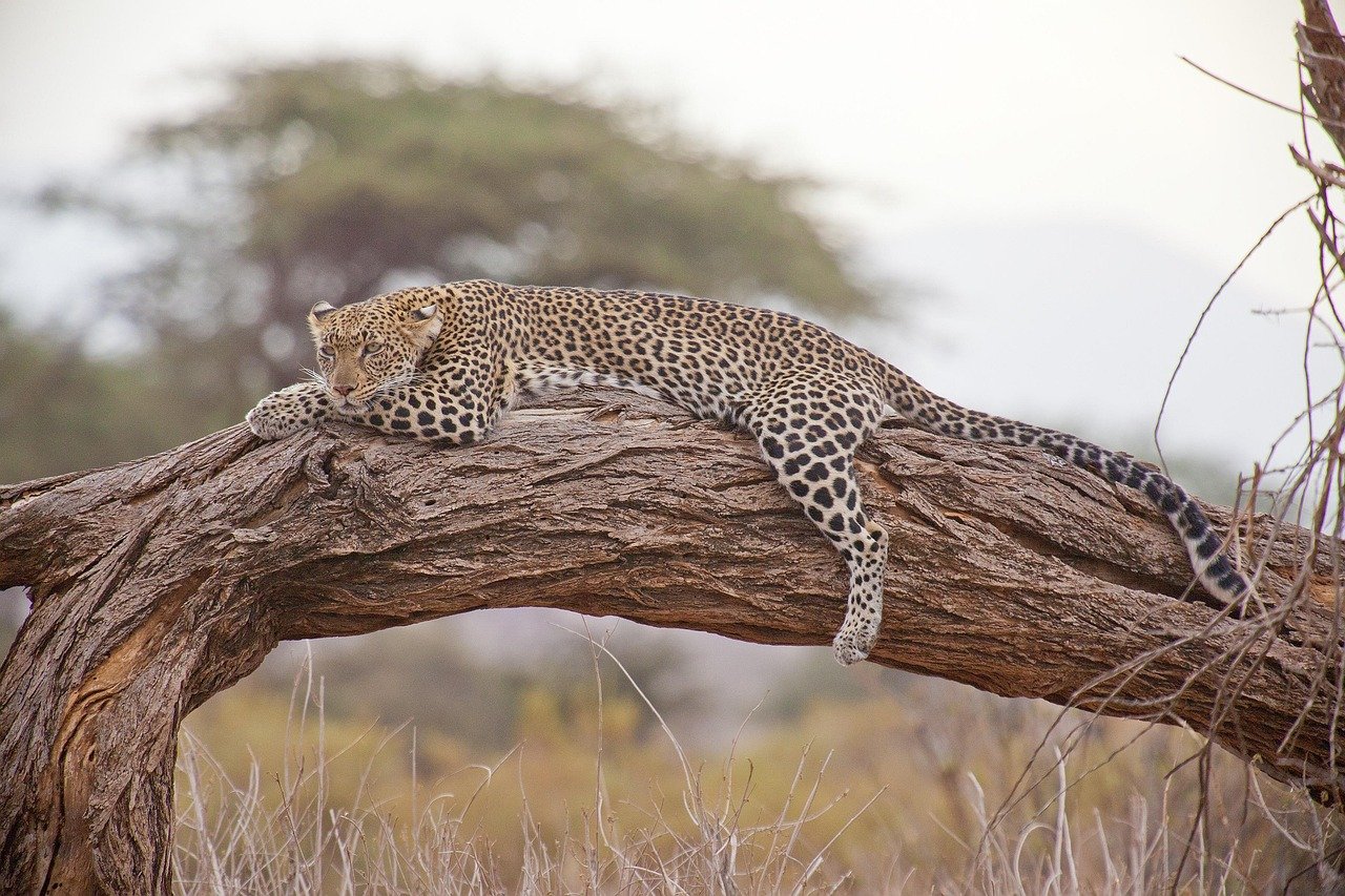 Samburu & Maasai Mara Safari