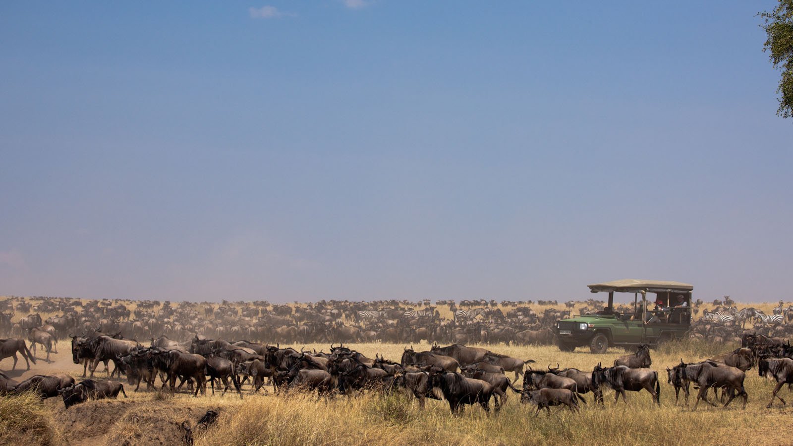 Great Migration Maasai Mara Safari