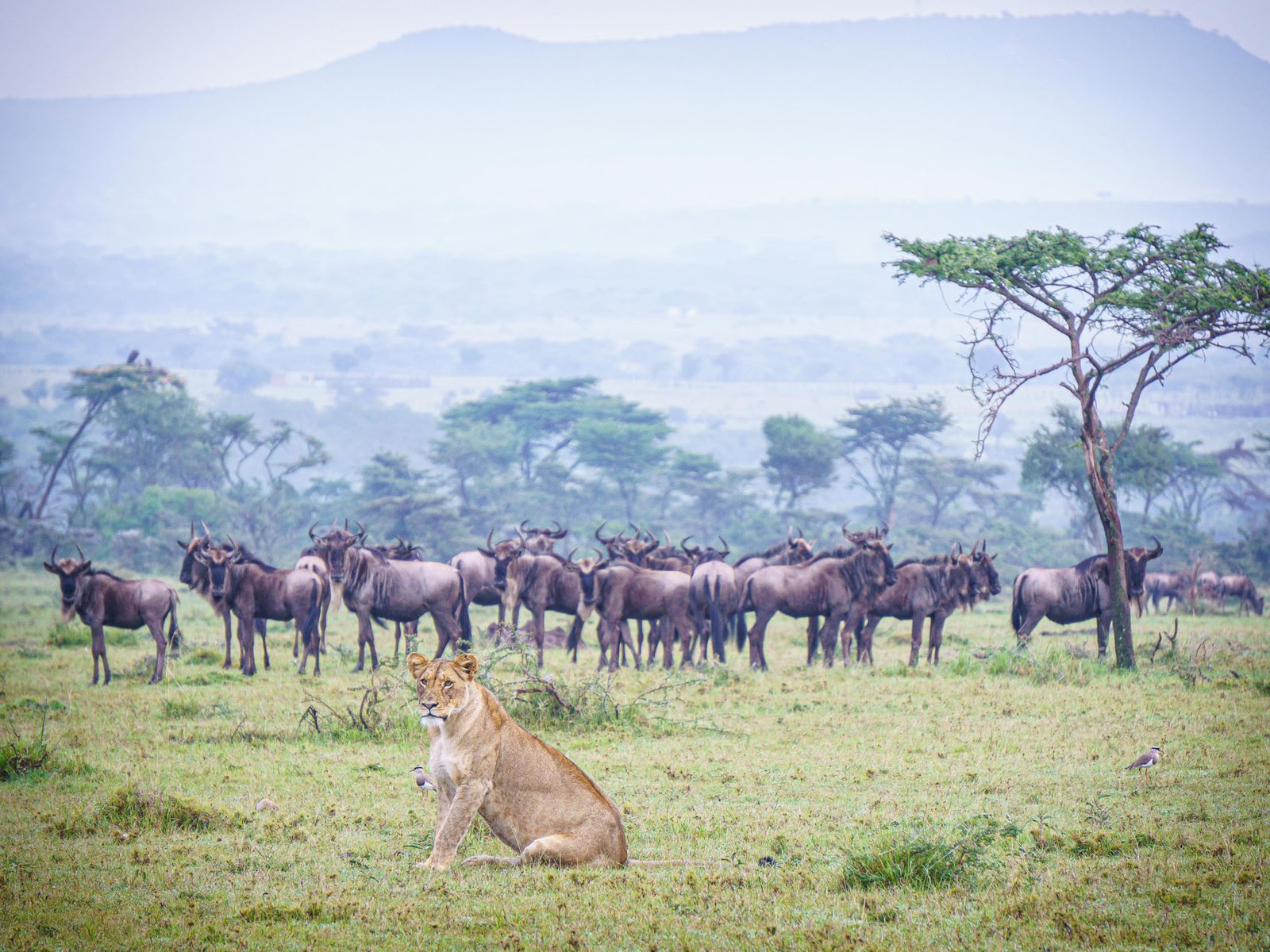 Northern Circuit Safari & Zanzibar