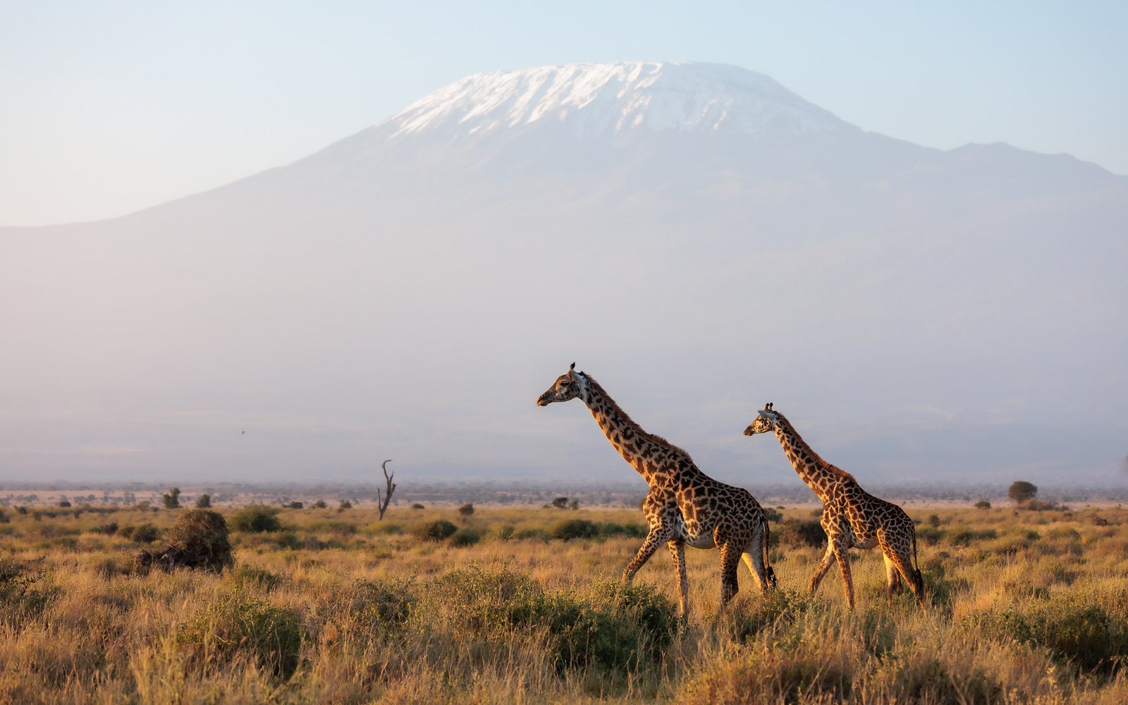 Amboseli