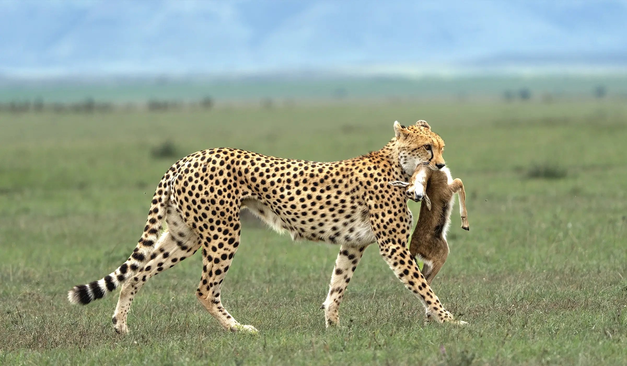 Maasai Mara 3-Day Fly-in Luxury