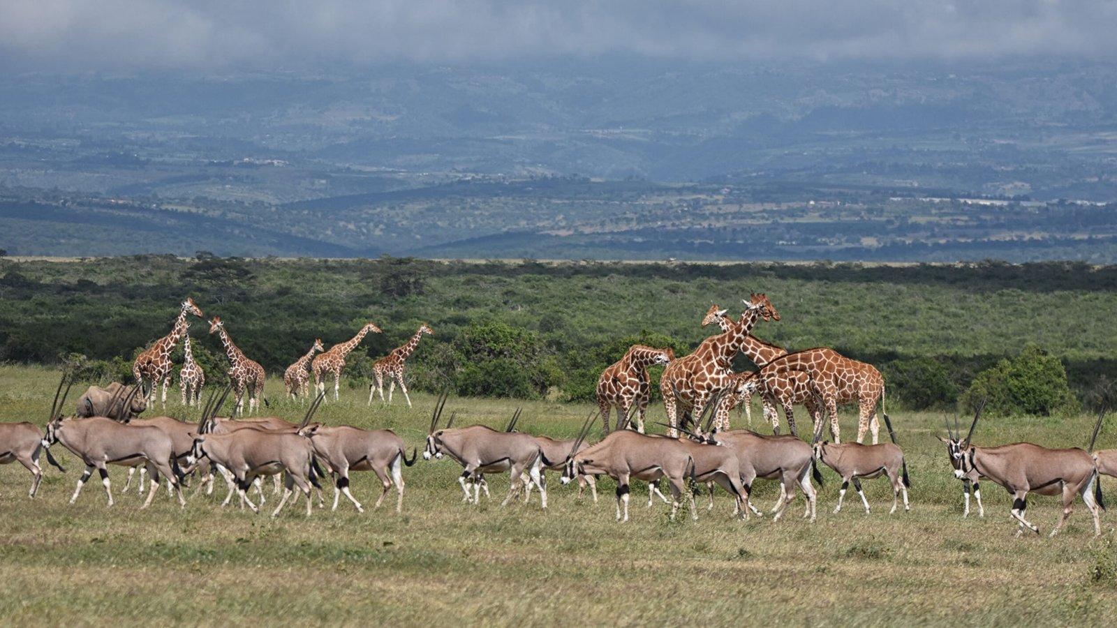 Samburu Safari & Watamu Beach