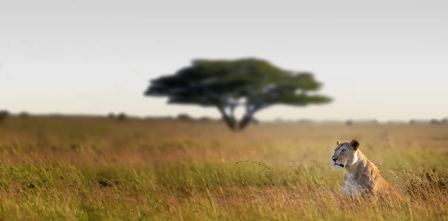 Tanzania Luxury Fly-in Safari