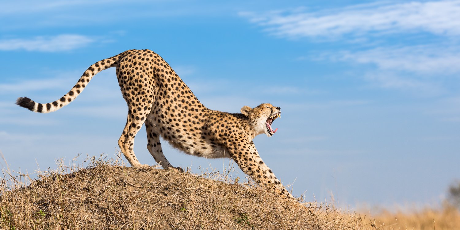Maasai Mara & Amboseli Safari