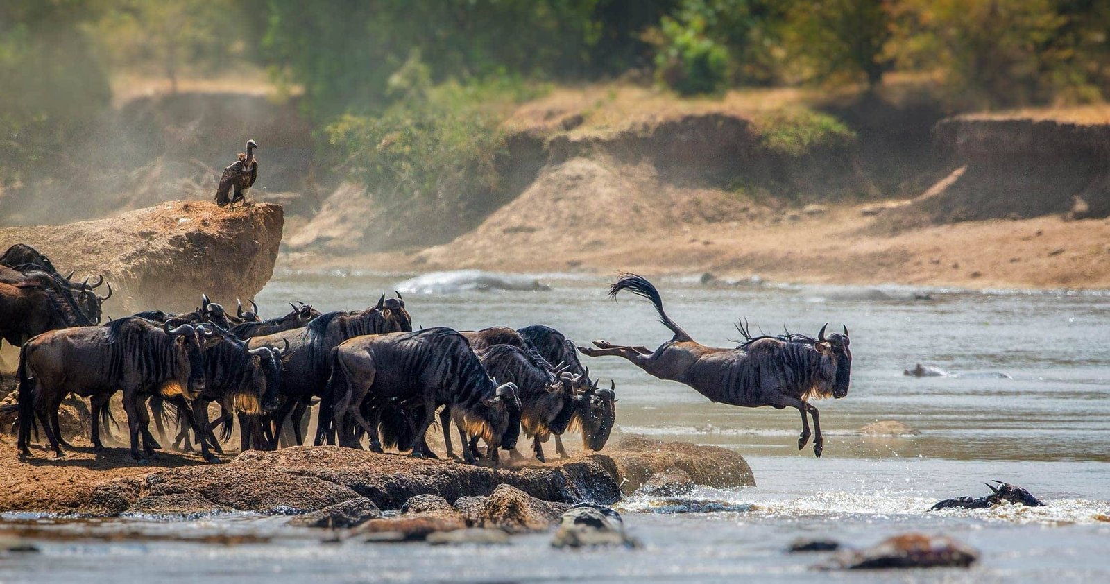 Serengeti Luxury & Zanzibar Beach